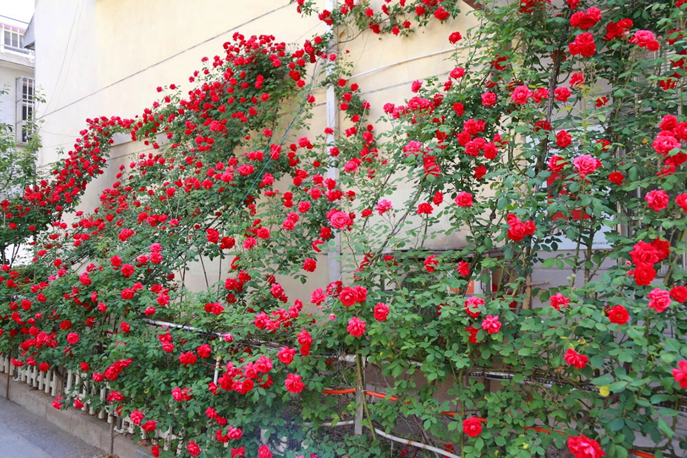 連云港 花園式街巷實現立體綠意，垂直綠化引領城市綠化管理新篇章
