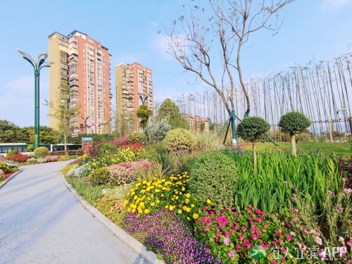 翠屏區(qū) 城市花海妝點(diǎn)幸福生活，精細(xì)管理提升綠化品質(zhì)