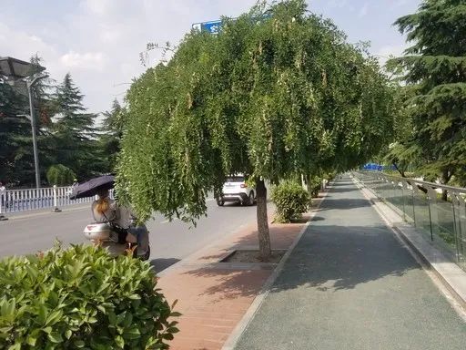 綠化樹太茂盛妨礙行人通行，市民盼及時修剪優化